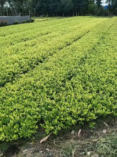 白沟房顶防水绿化工程项目